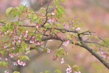 【探偵調査員の奮闘日記】葉桜の季節に君を地獄に堕とすということ